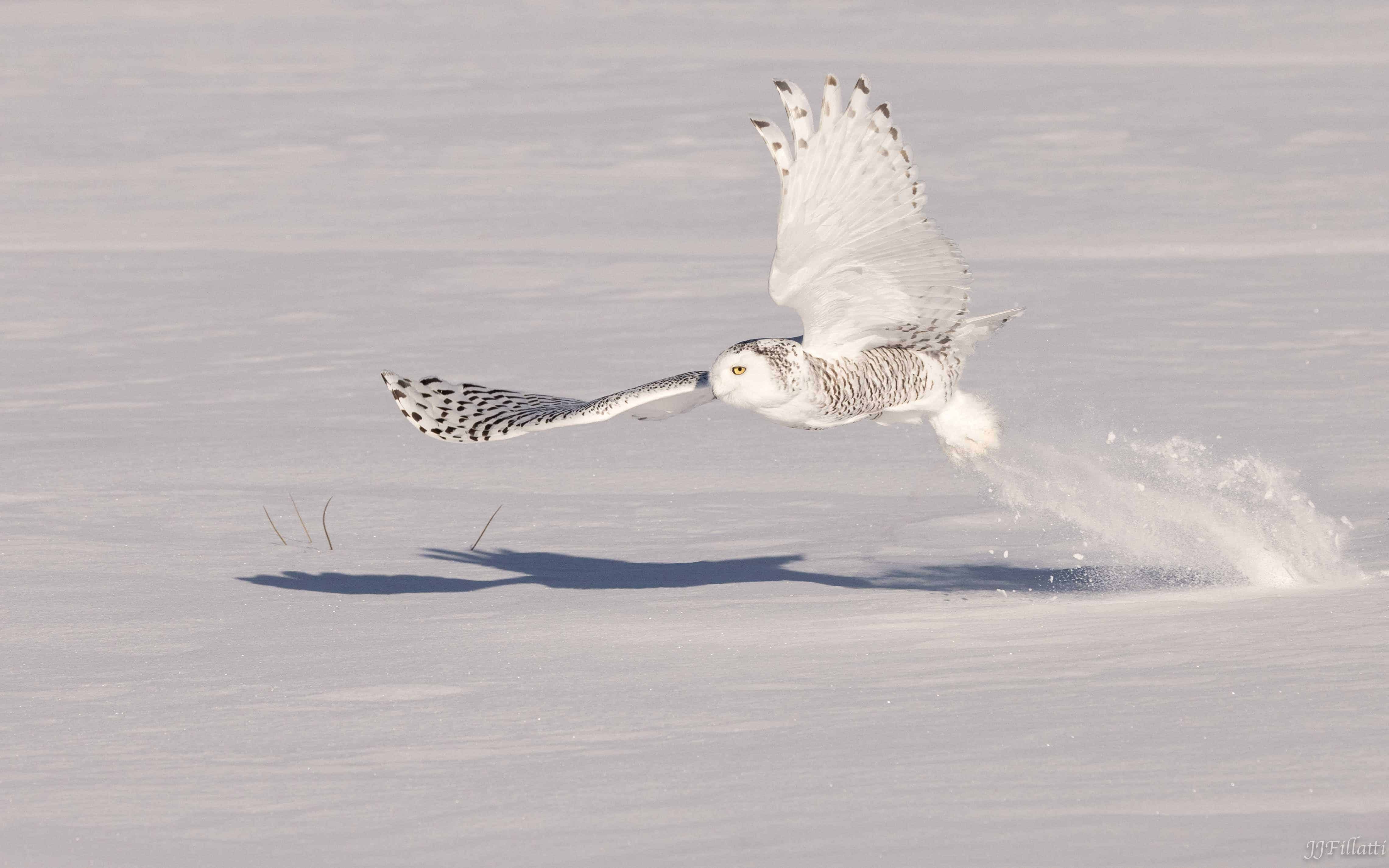 bird of michigan image 11